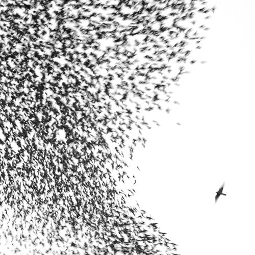 Wilco: Sky Blue Sky [ Record ]