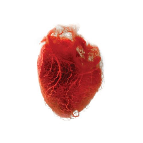 Akron/Family: Love Is Simple [ Record ]
