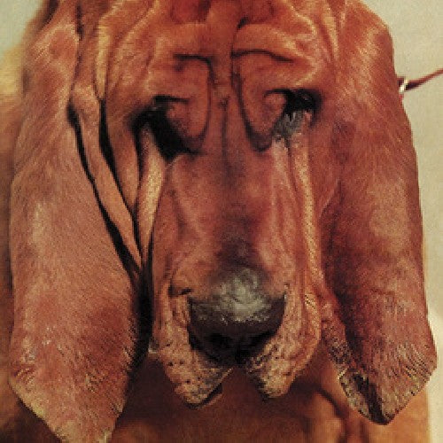 Segall, Ty: Goodbye Bread [ Record ]