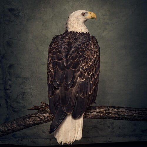 Clutch: Book Of Bad Decisions [ Record ]