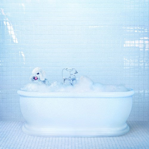 Frankie Cosmos: Vessel [ Record ]