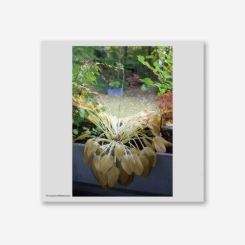 Hyukoh: Through Love [ Record ]